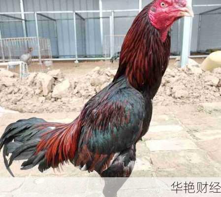 斗鸡频道-斗鸡交易论坛