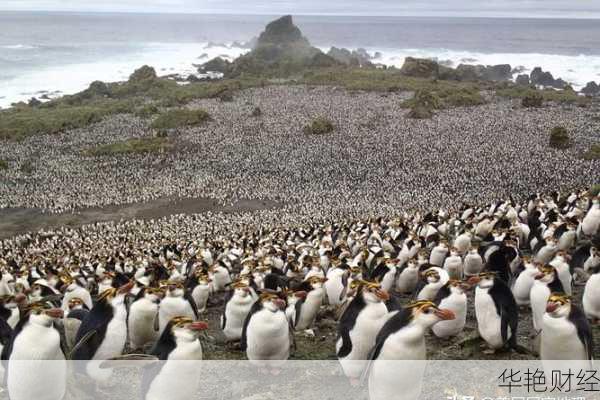 什么是企鹅外汇？全面解析其功能与投资优势