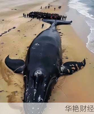 蓝鲸外汇是什么意思？揭秘蓝鲸外汇背后的风险与骗局