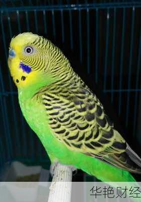 鹦鹉理财技巧：让你的财富像鹦鹉一样飞得更高