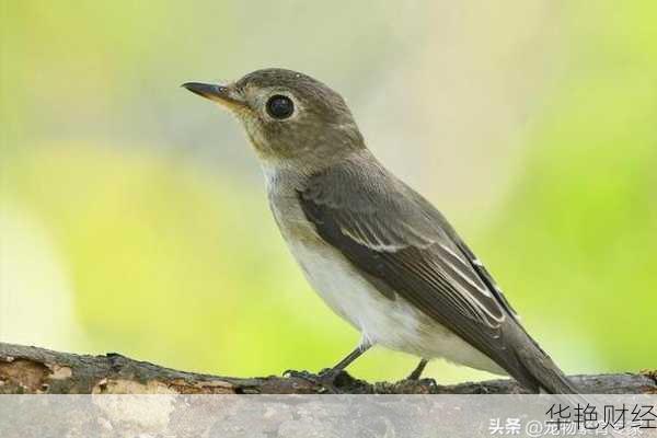 深度科普：外汇NDD是什么意思？老鸟也未必全知道！