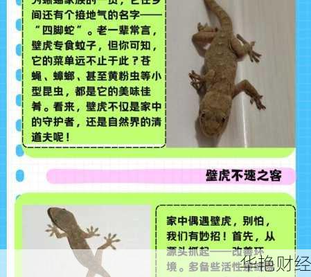 什么是壁虎外汇？看完这篇你就不会再有疑问了！