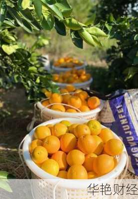 财经新闻安远脐橙价格(安远早脐橙枝条)