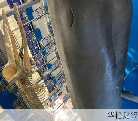 鲸鱼宝理财技巧_鲸鱼宝理财怎么样