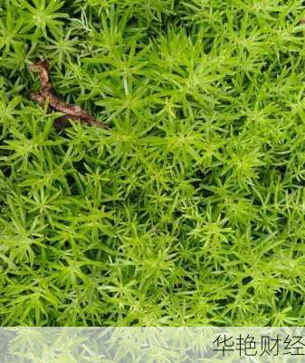 怎么购买景天的股票怎么购买景天的股票呢